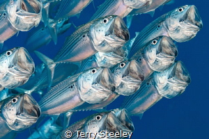 Schooling mackerel on the house reef of Marsa Shagra. by Terry Steeley 